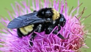 bumble bee on purple flower