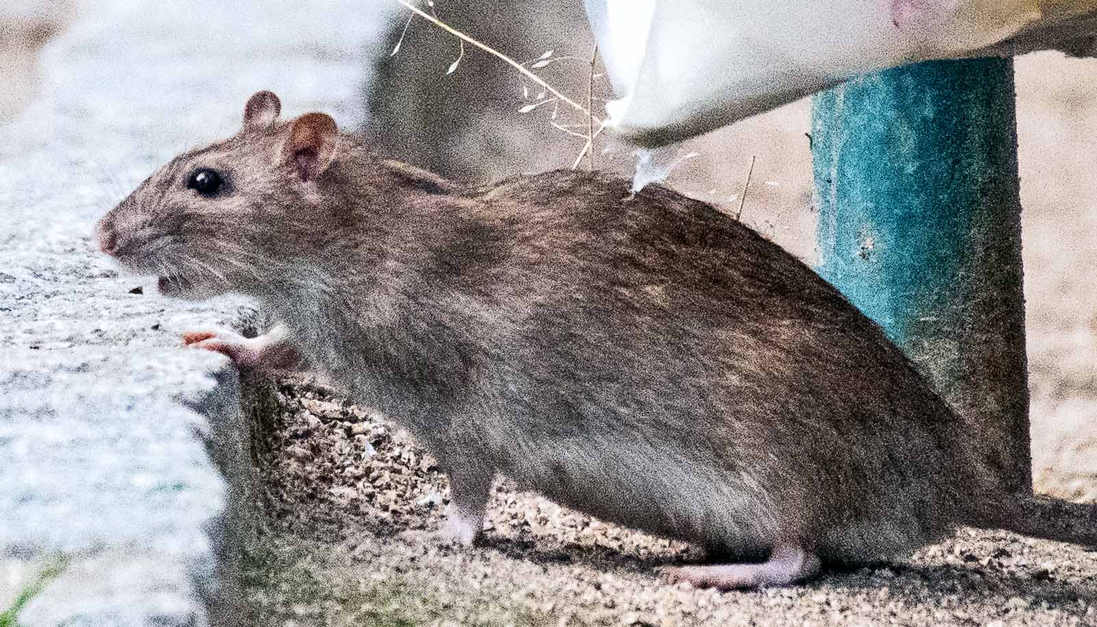 A rat steps up onto a curb.