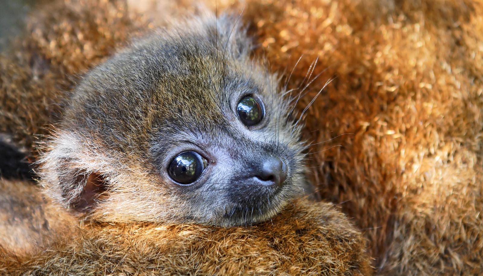baby lemur in parent's fur