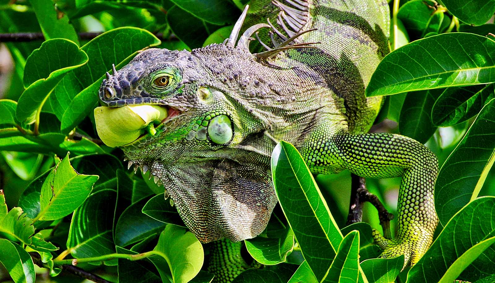 iguana eating fruit among leaves