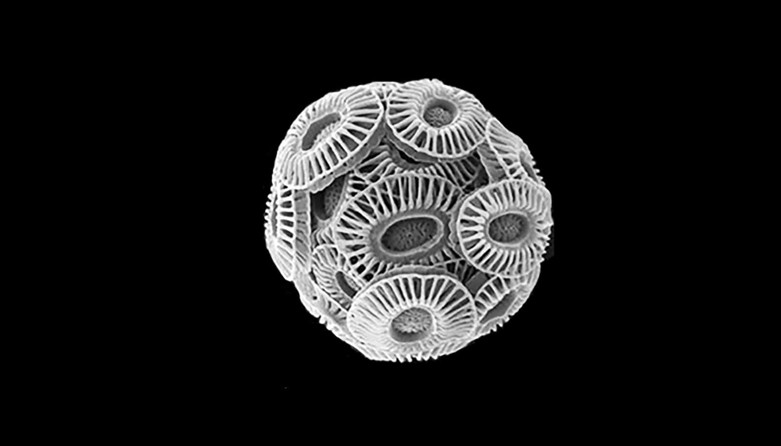 white sphere made of discs on black