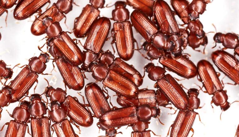 Reddish brown beetles crawling over a white background.