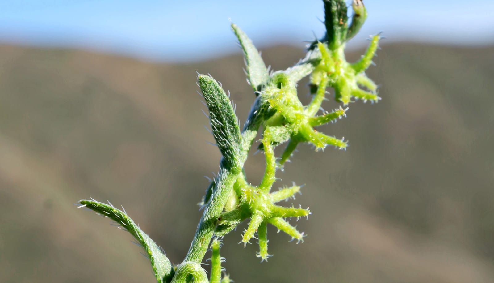 stalk of plant with spiny burrs