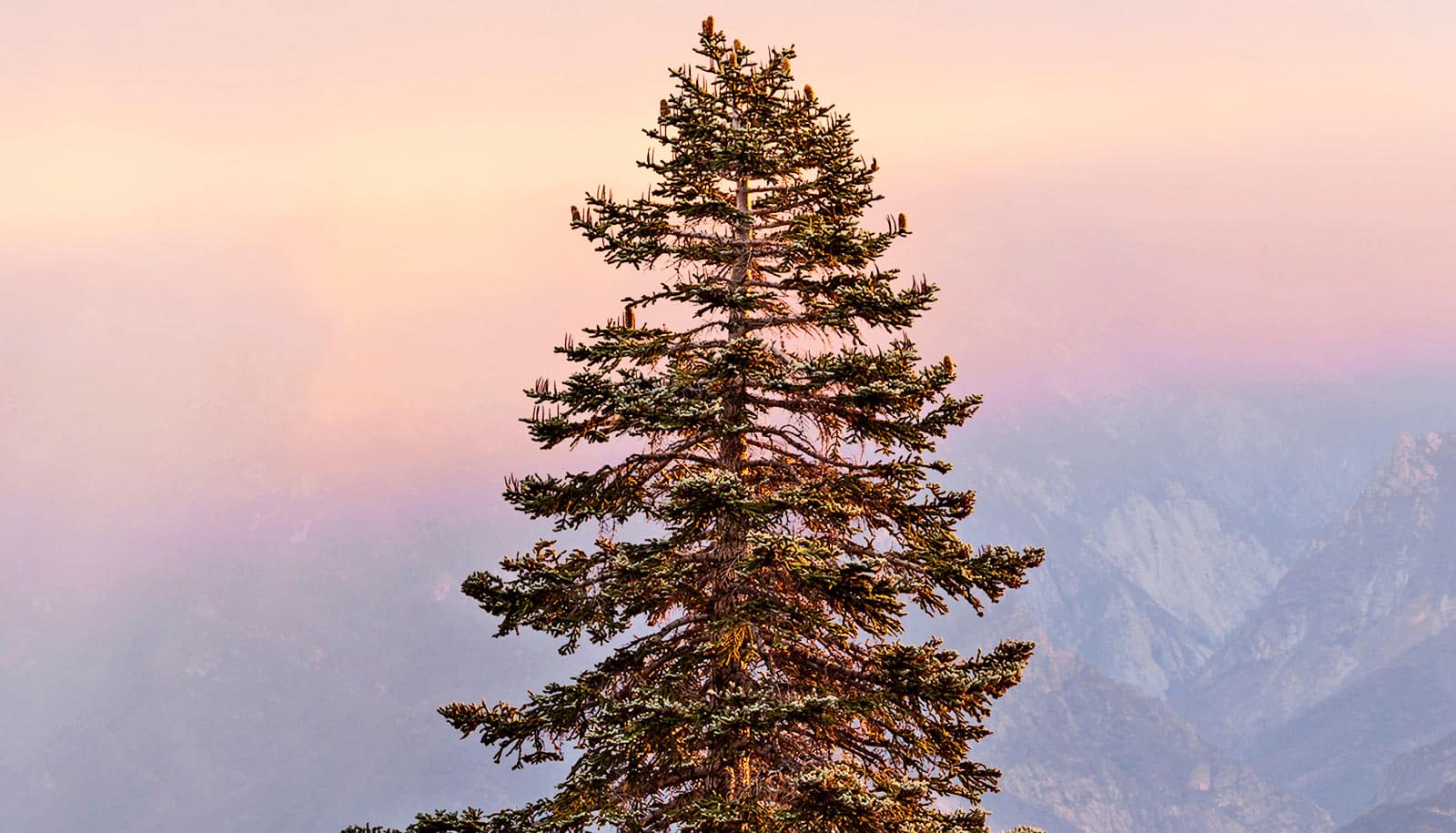 A single conifer tree with mountains and a sunrise lighting up the sky in the background.