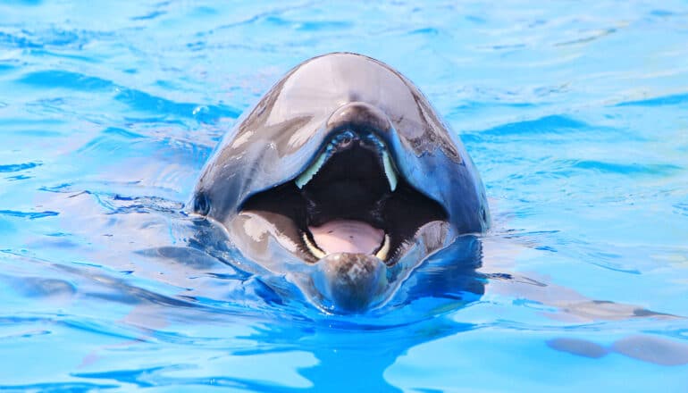 A dolphin sticks its head above water and opens its mouth wide.