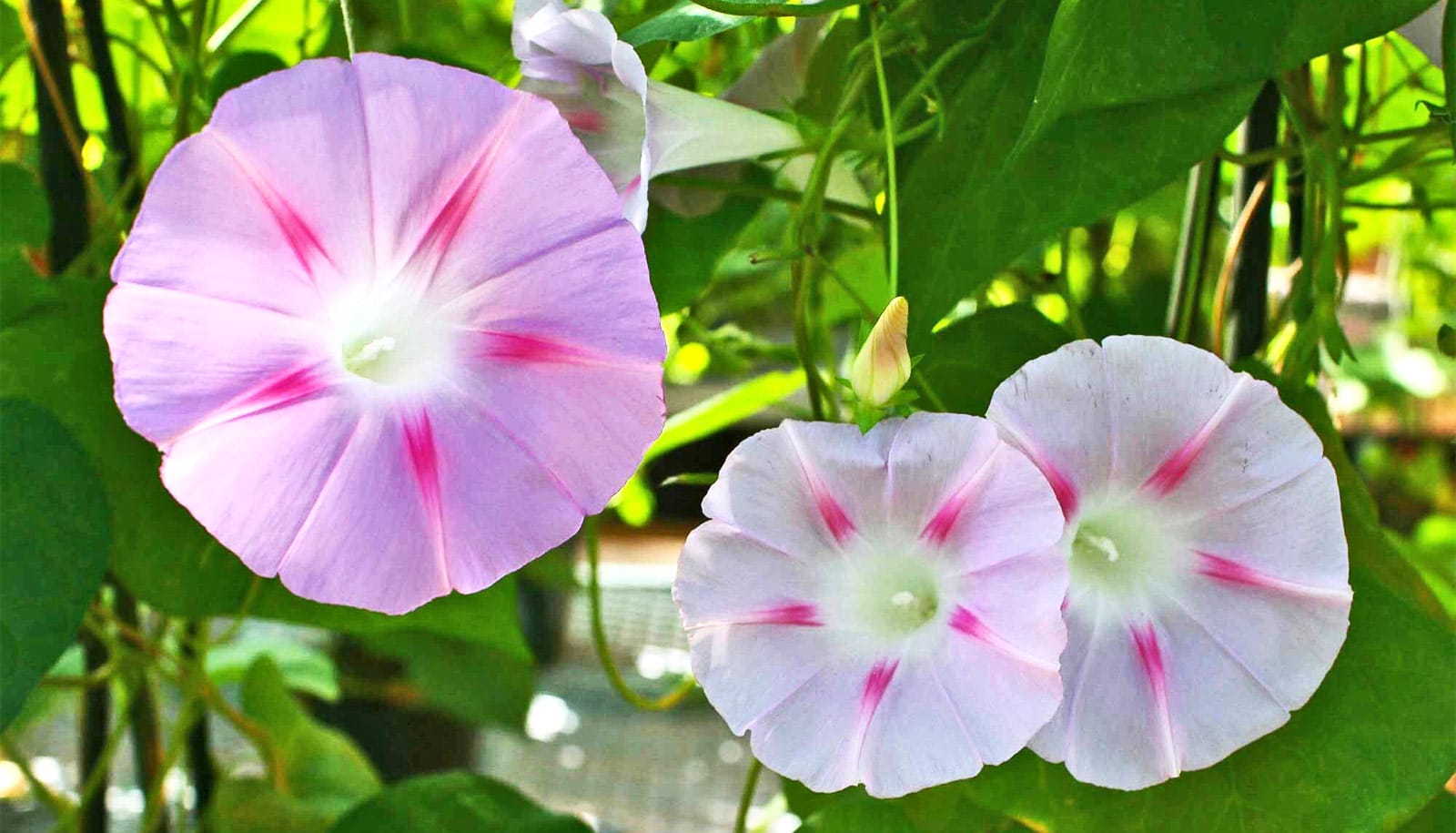 Morning glory flowers grew larger over a decade Futurity