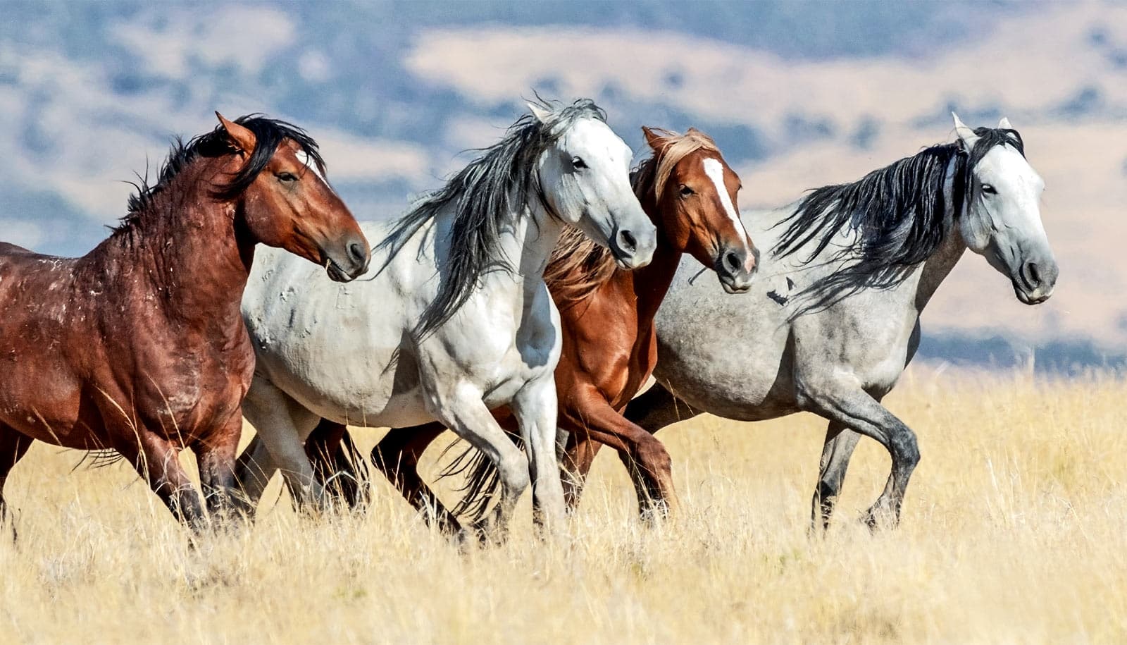 Four horses run through tall yellow grass on the plains.