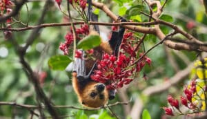 brown bat hangs upside down eating flowers
