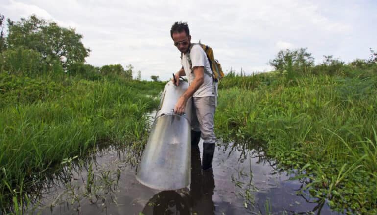 Lawrence Reeves holds a container over a small pond to capture mosquitoes.