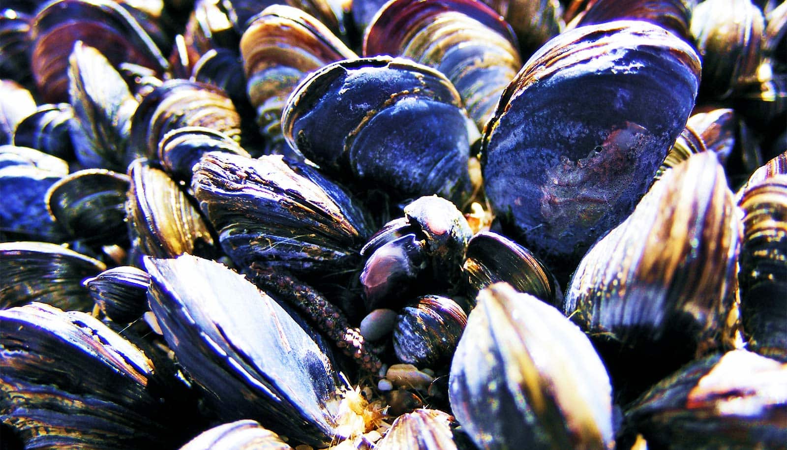 Many mussels in shells sitting on a shore.