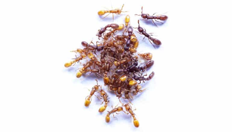 Mind Blowing Facts About Parasitic Guest Ant Biomes You Wont Believe - bks5lc3