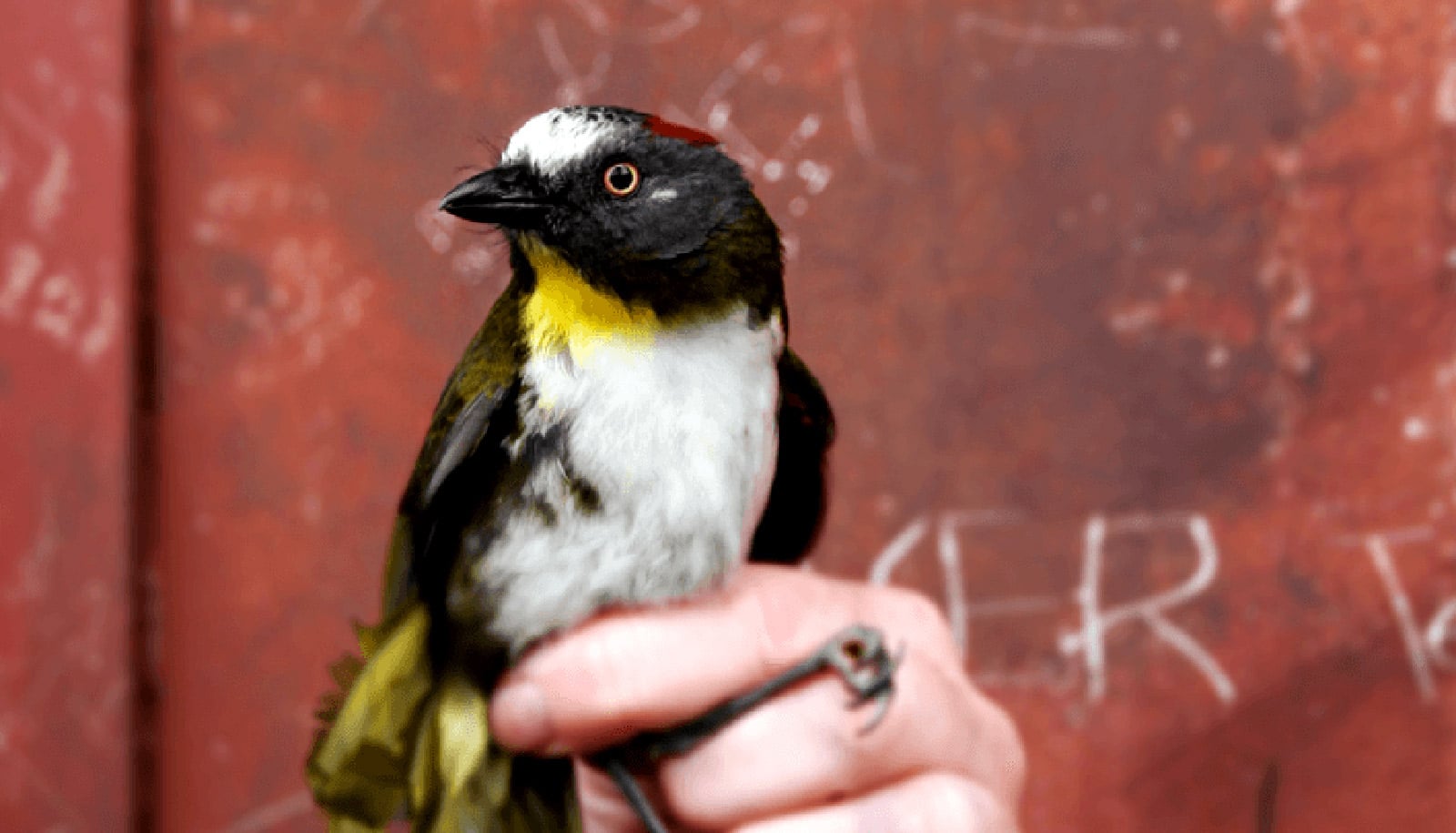 hand holds black, white, and yellow bird