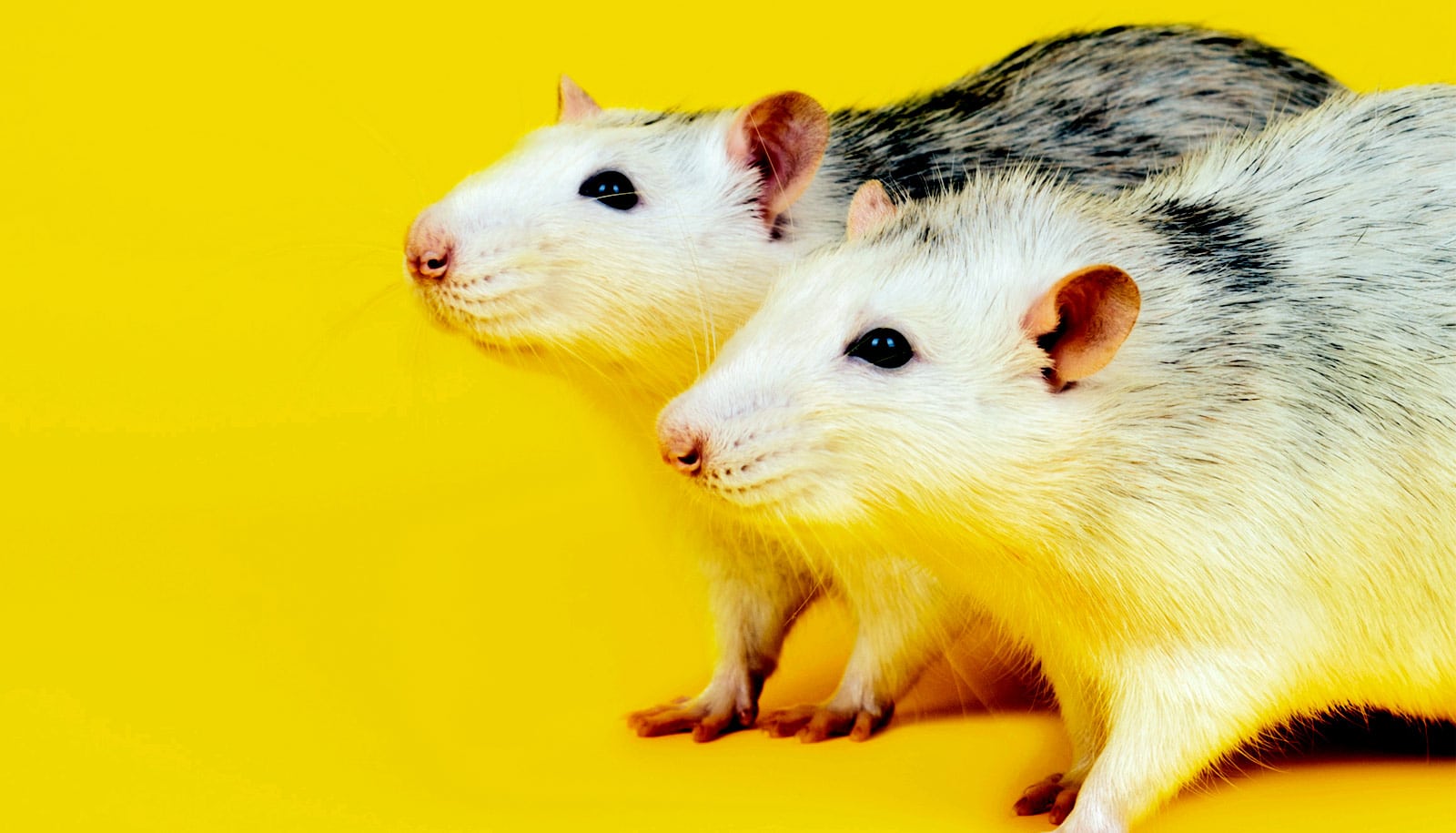 Two rats stand on a yellow surface with a yellow background behind them.