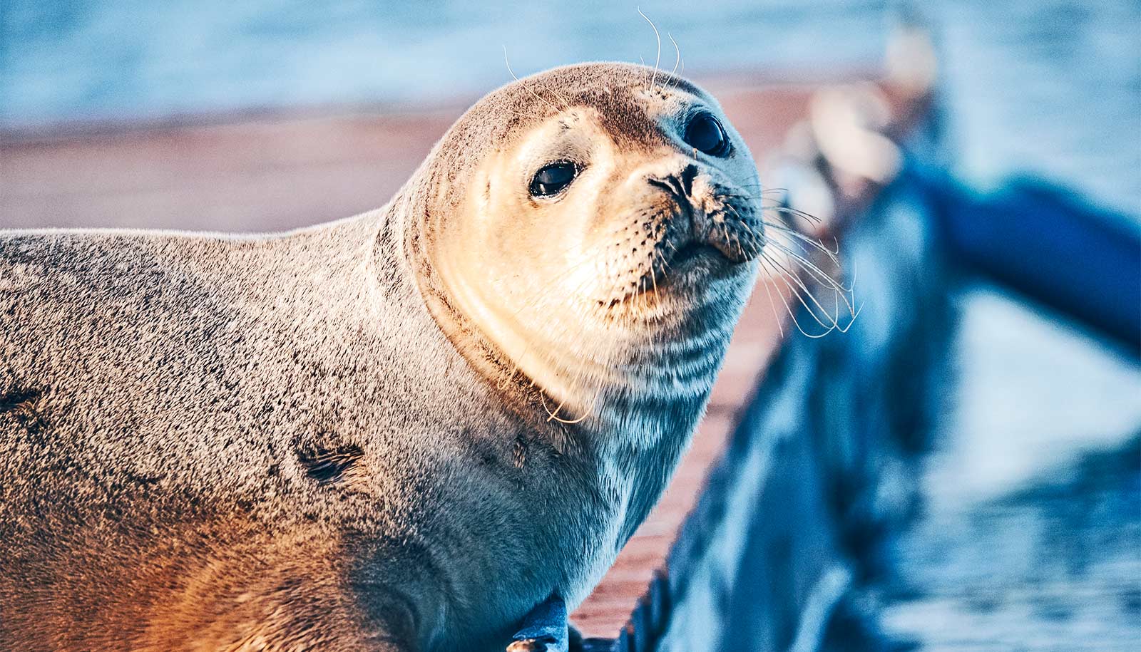 A seal sitting on a dock with water in the background.