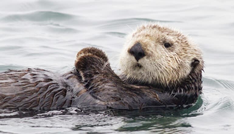 Biology Of The Southern Sea Otter The Otter Project ORLO