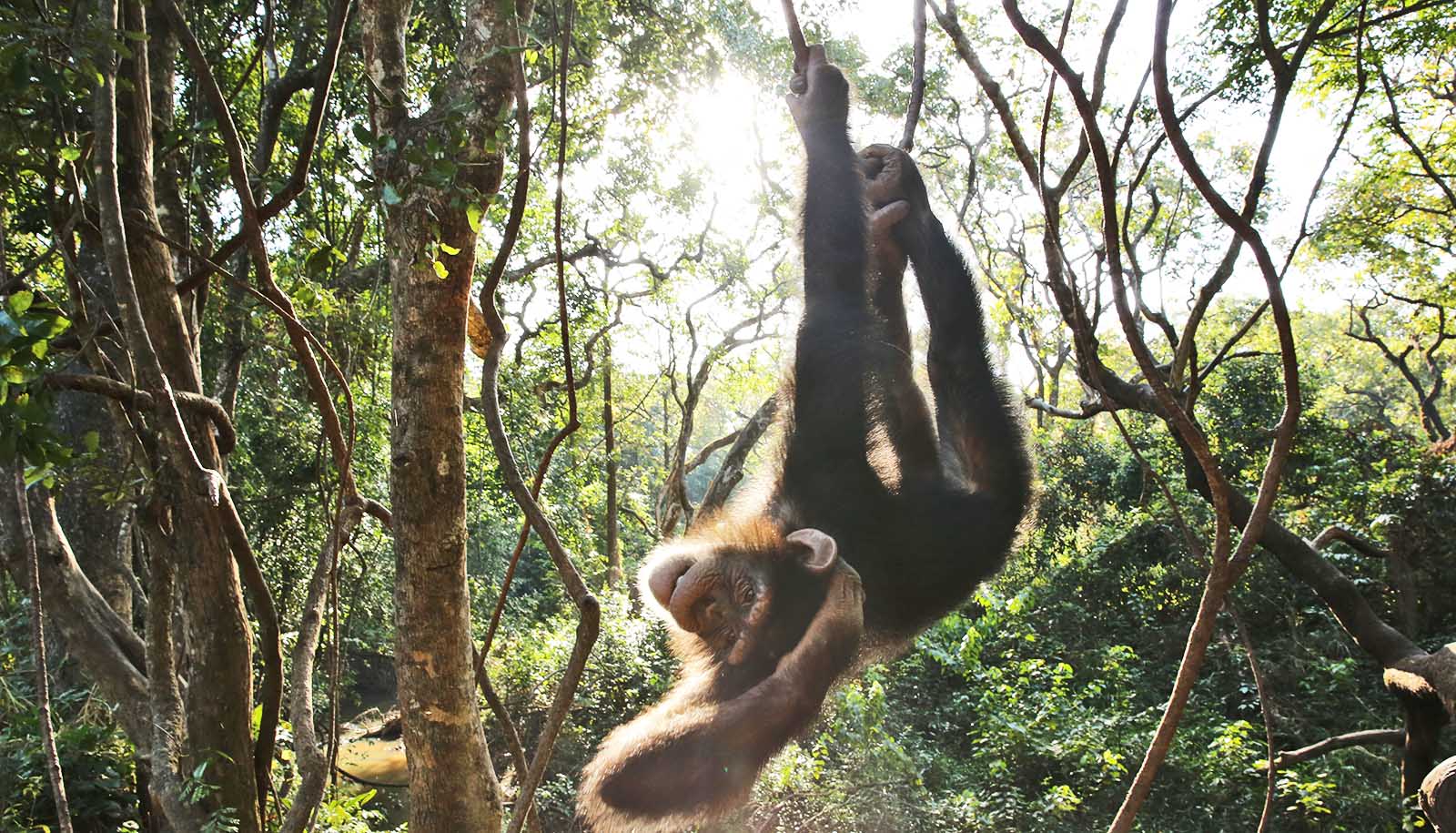 chimpanzee swings from vine among trees