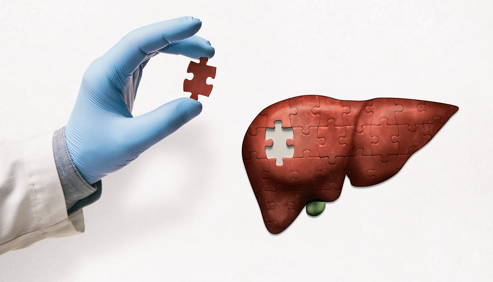 gloved hand holds last piece of liver-shaped puzzle
