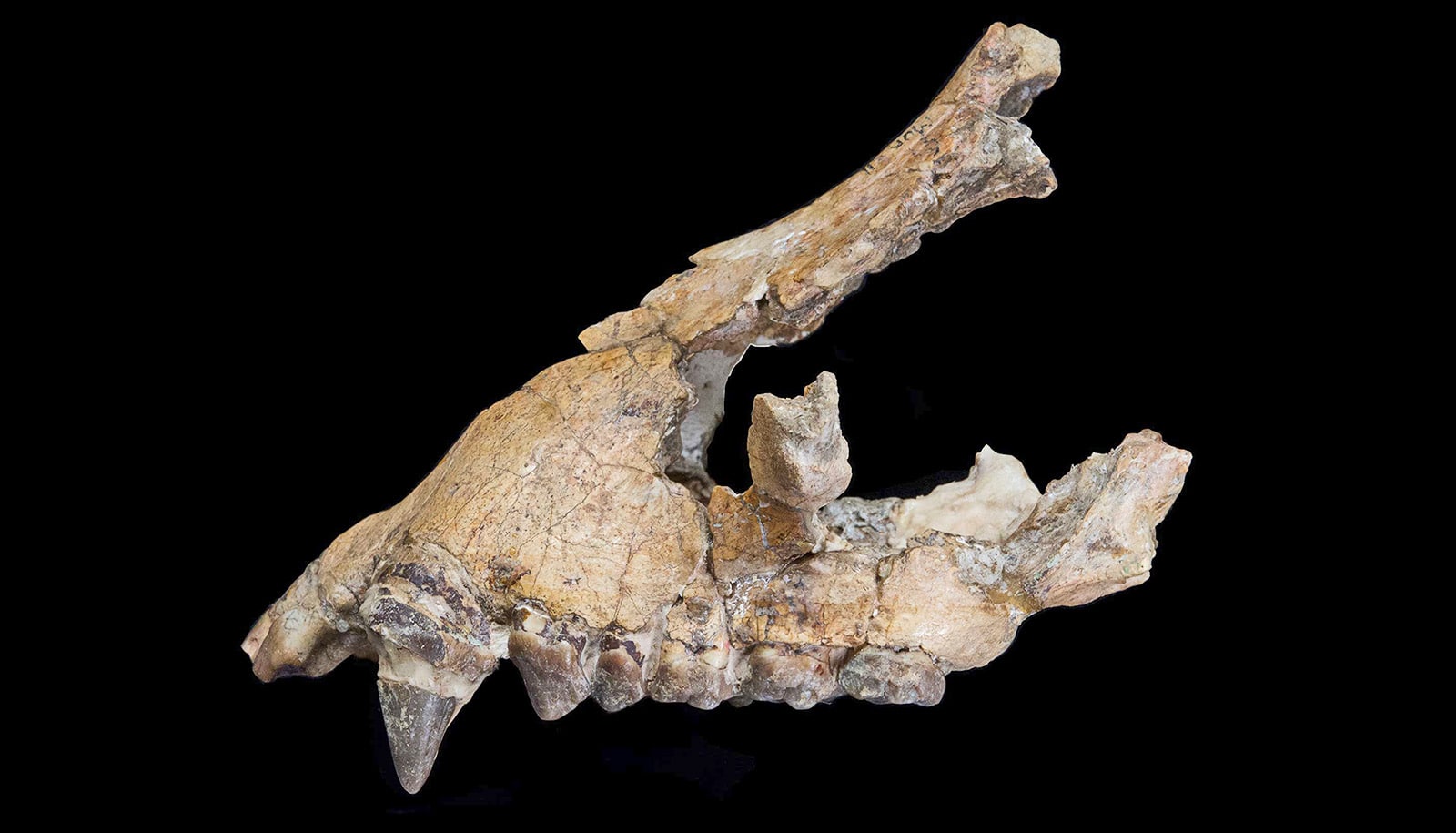 upper jaw fossil with teeth