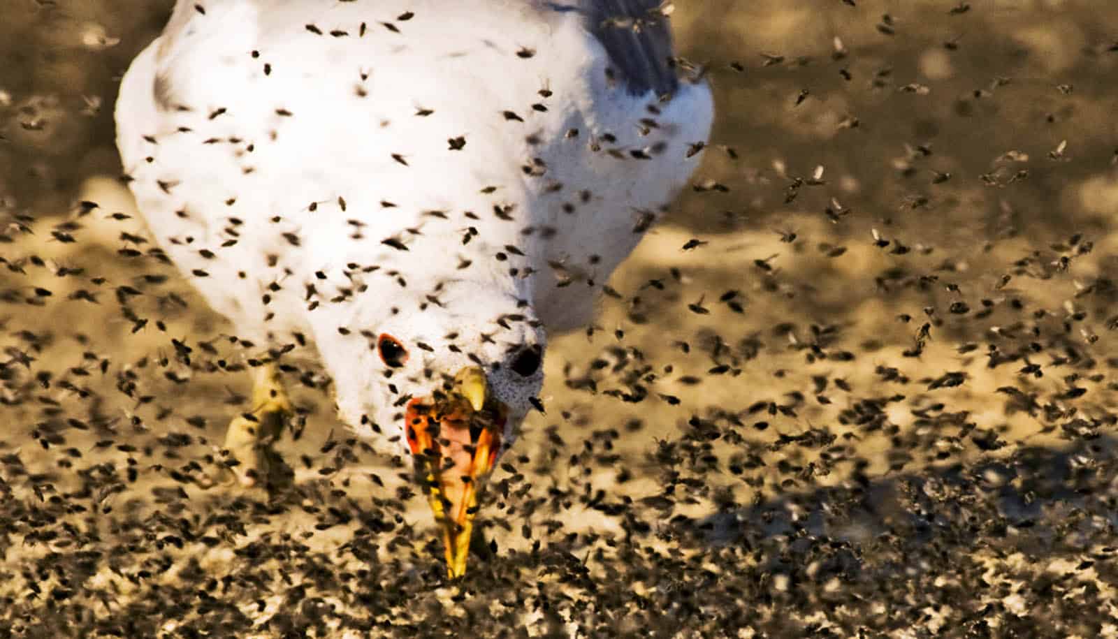 gull opens beak to eat many teeming flies