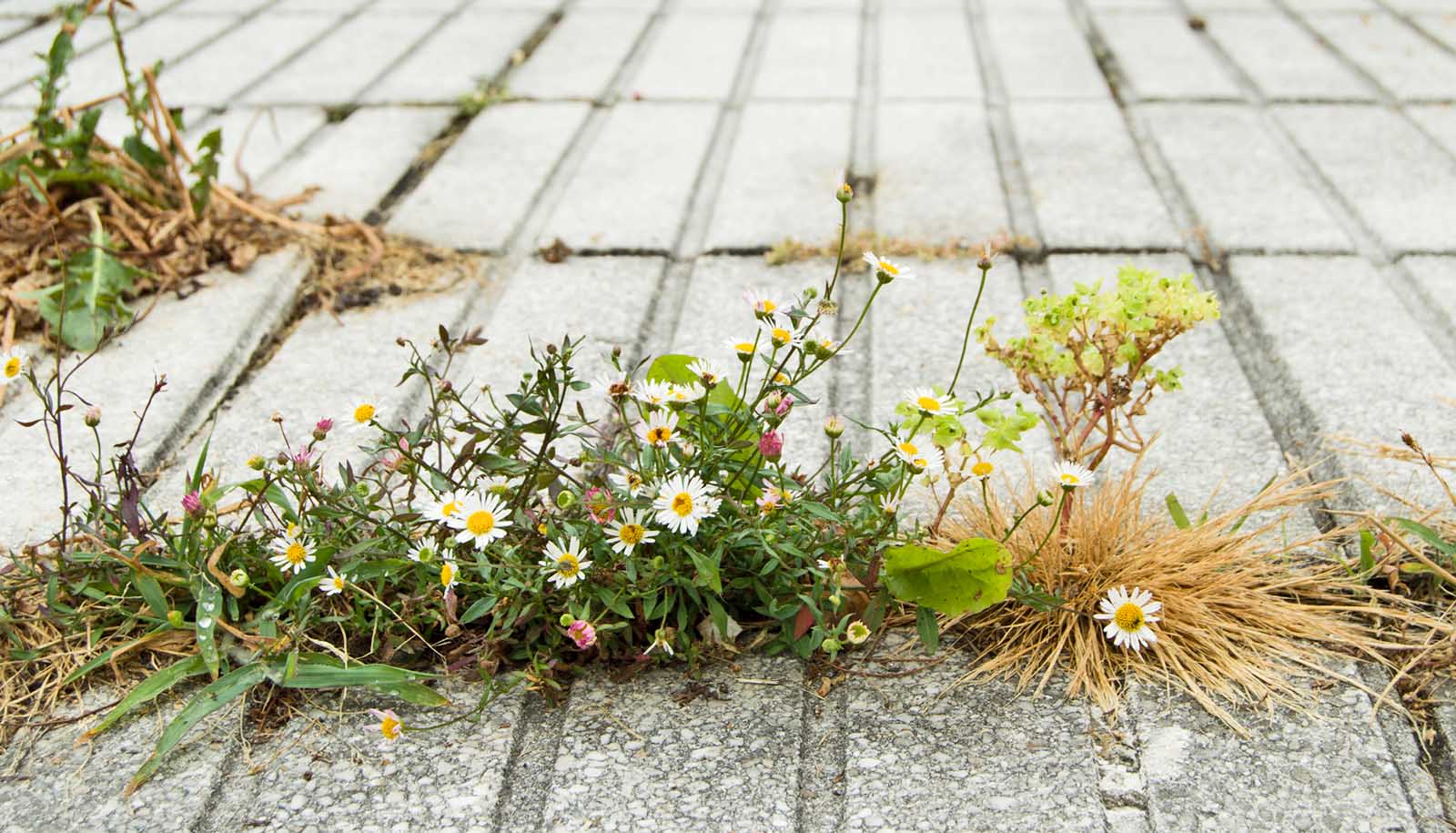 plants grow in sidewalk crack