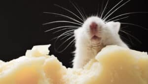 mouse eating cheese