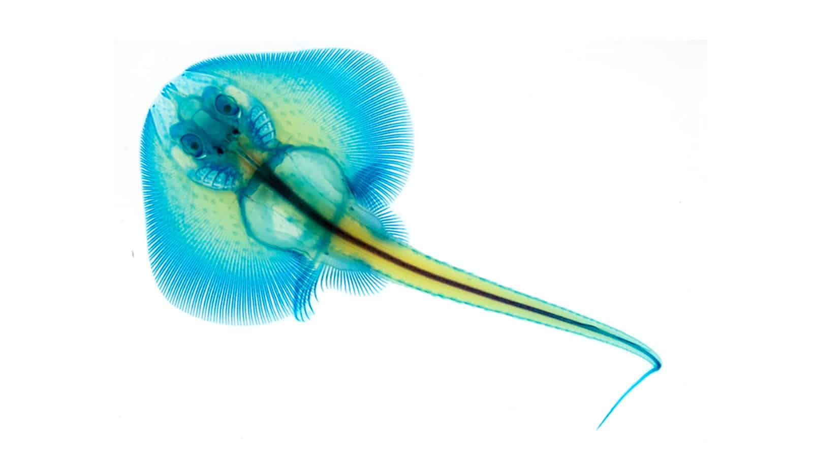 Great Facts Little Skate DNA Clarifies Its Weird Bod