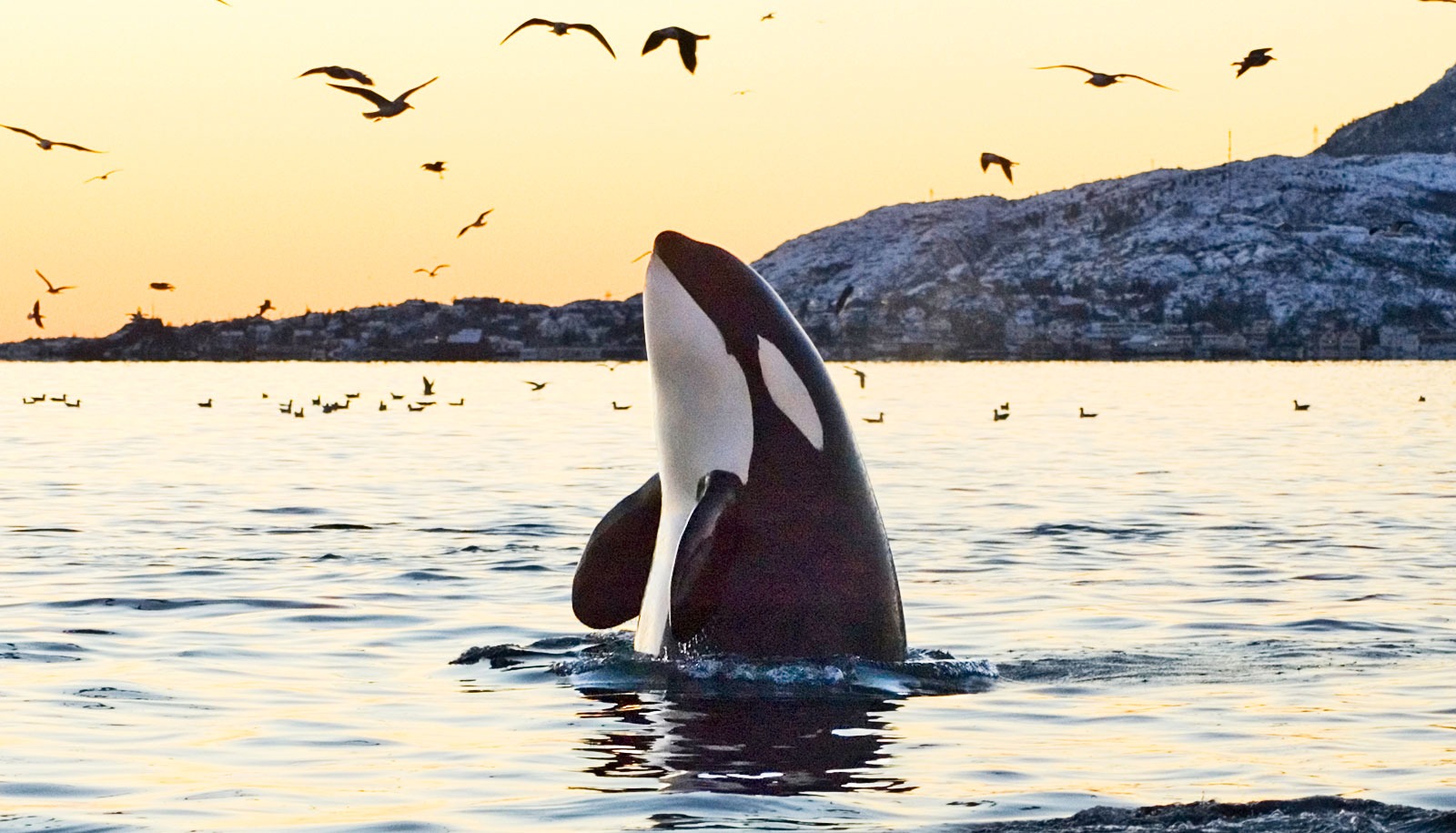 An orca comes out of the water at sunset with birds flying above.