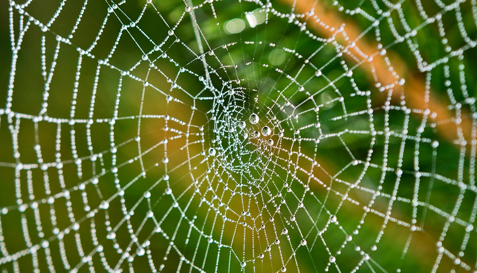 New protein found in strongest spider web material