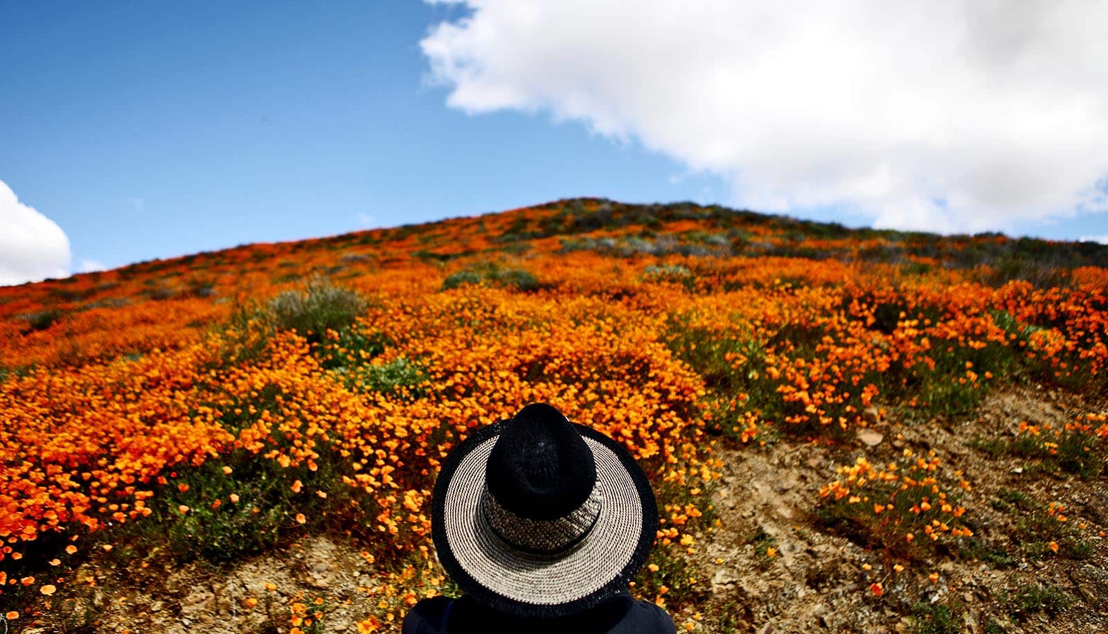 wide-brimmed hat in foreground; orange poppies on hillside