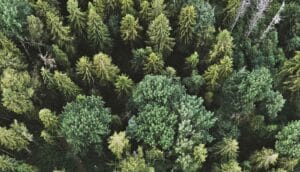 A drone aerial shot of many different kinds of trees in a forest.