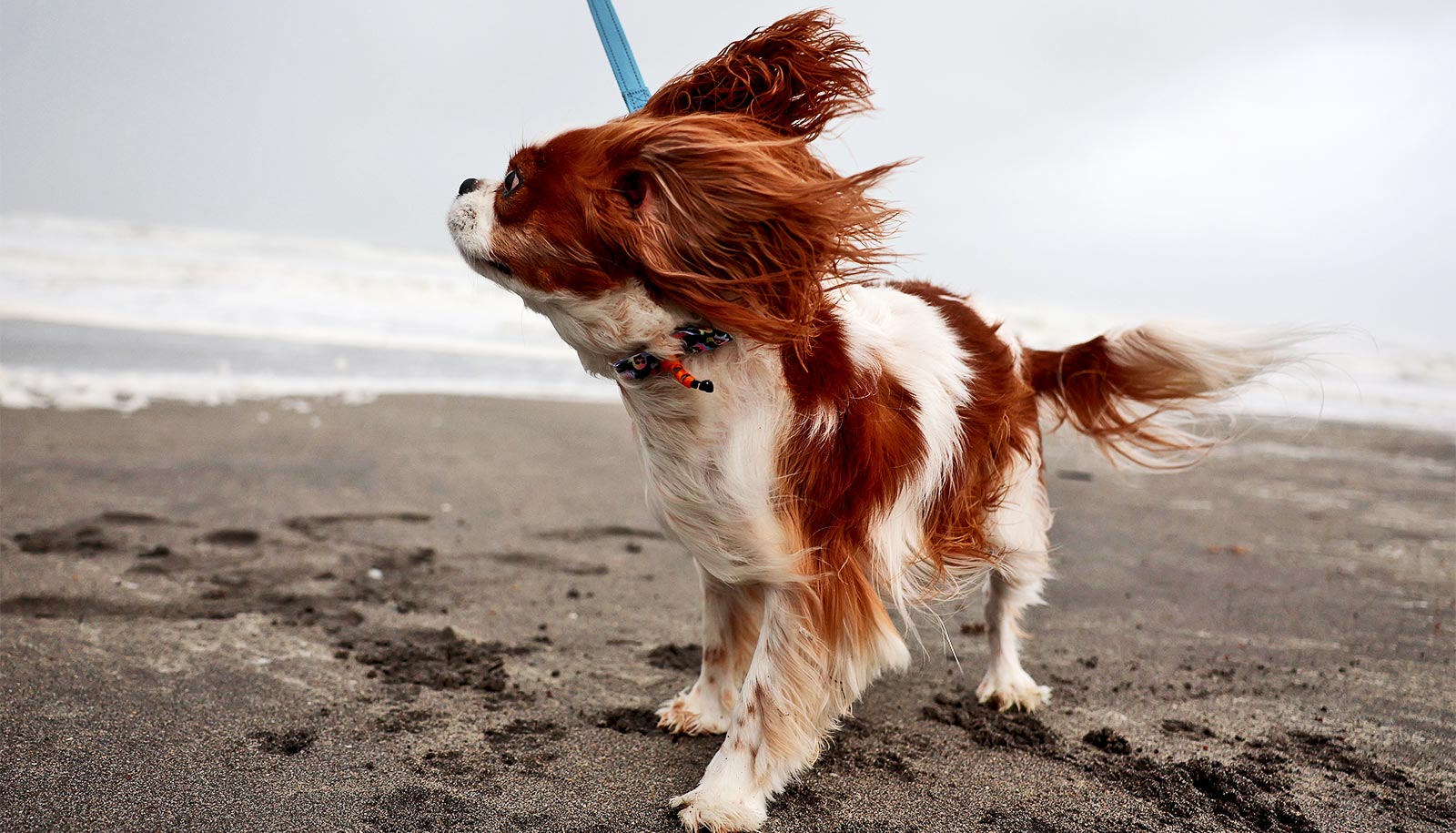 A dog's fur blows in the wind as it walks on a beach on a leash.