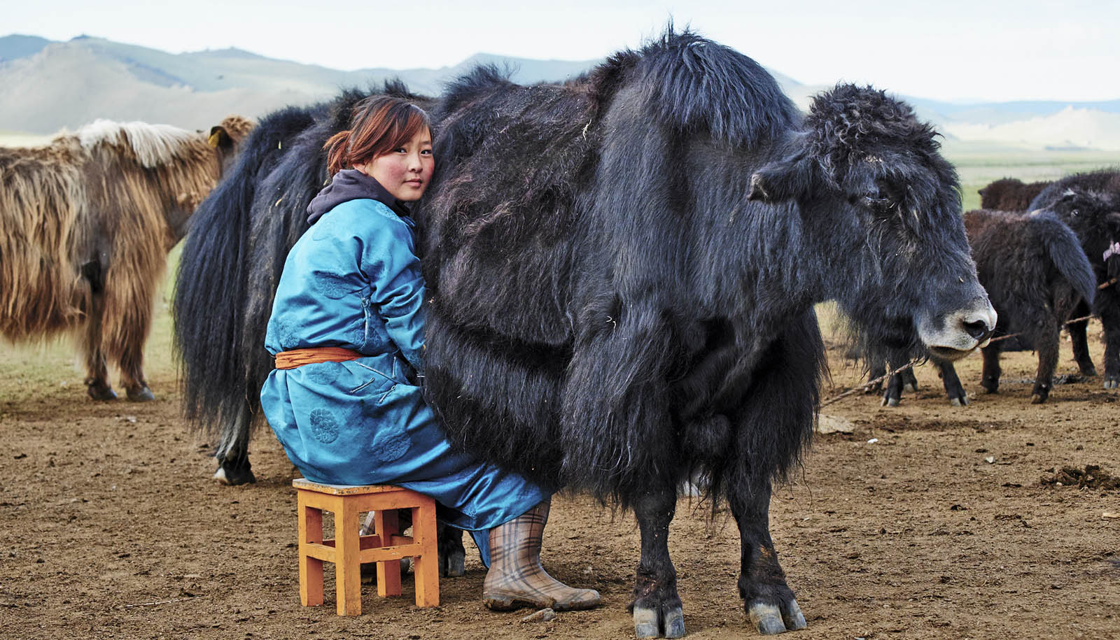 In mongolia yak milk was on the menu by 1270 ce futurity