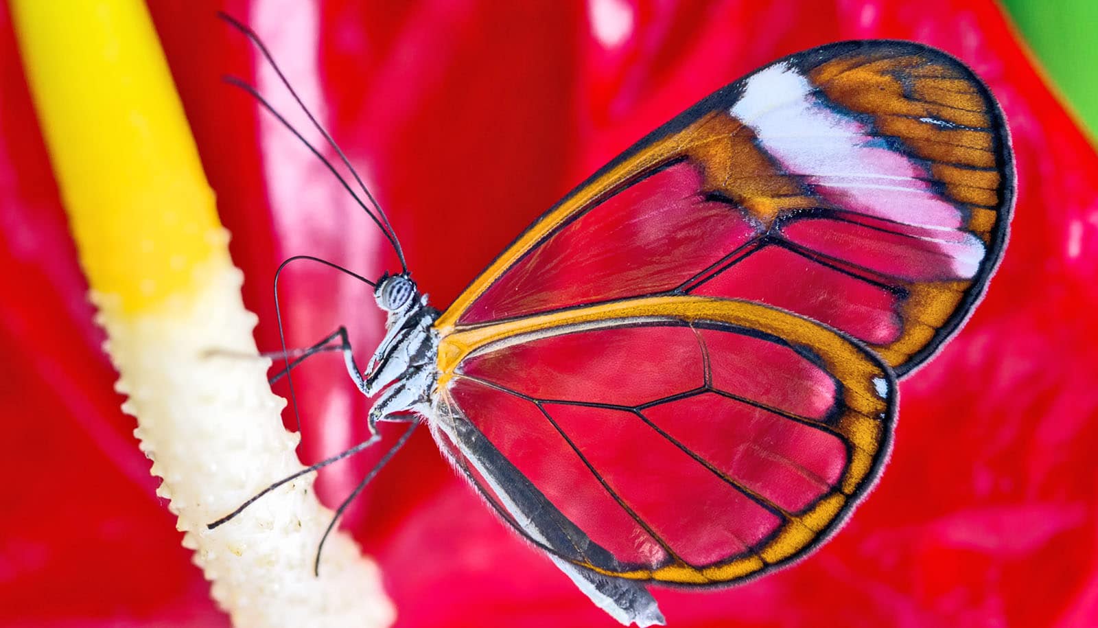 translucent butterfly on stamen of red flower