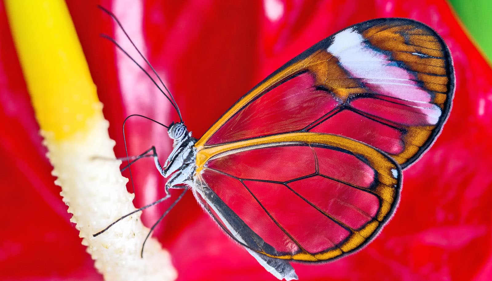 First butterflies winged off from North and Central America - Futurity