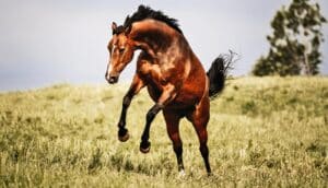 A horse jumps up on its hind legs while on a grass hill.