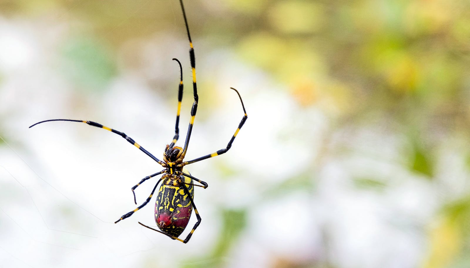 A Joro spider hangs in the air with yellow and black legs and red, yellow, and black body.