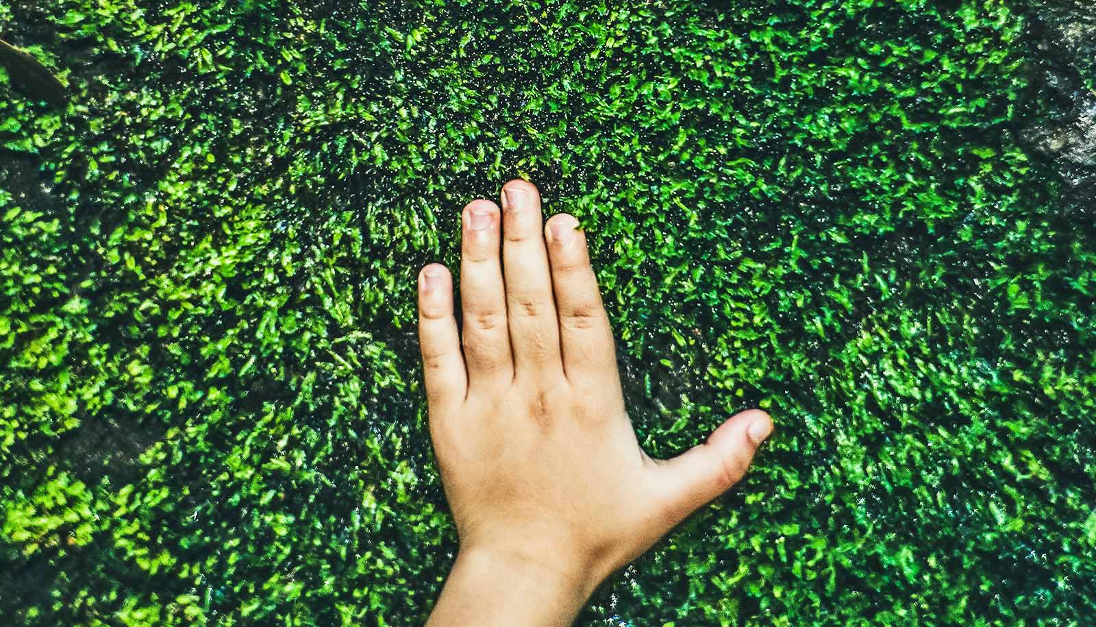 A child's hand touches a rock covered in green moss.