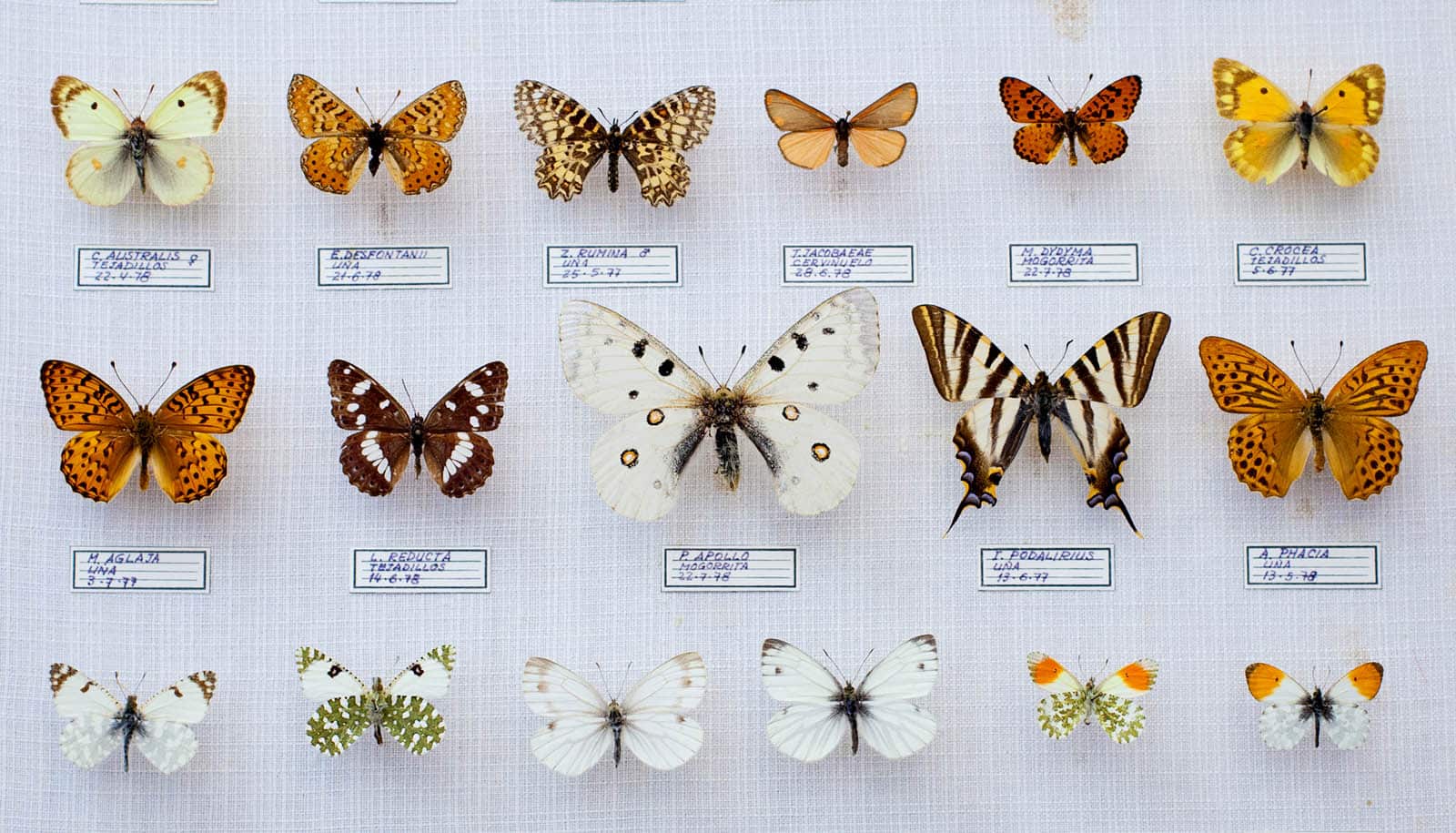 pinned orange and white butterflies with museum labels