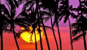 Palm tree silhouettes against a purple and red sky with the sun setting.
