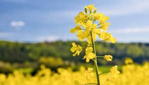 A field of yellow rapeseed flowers with one standing tall against a blue sky in the background.