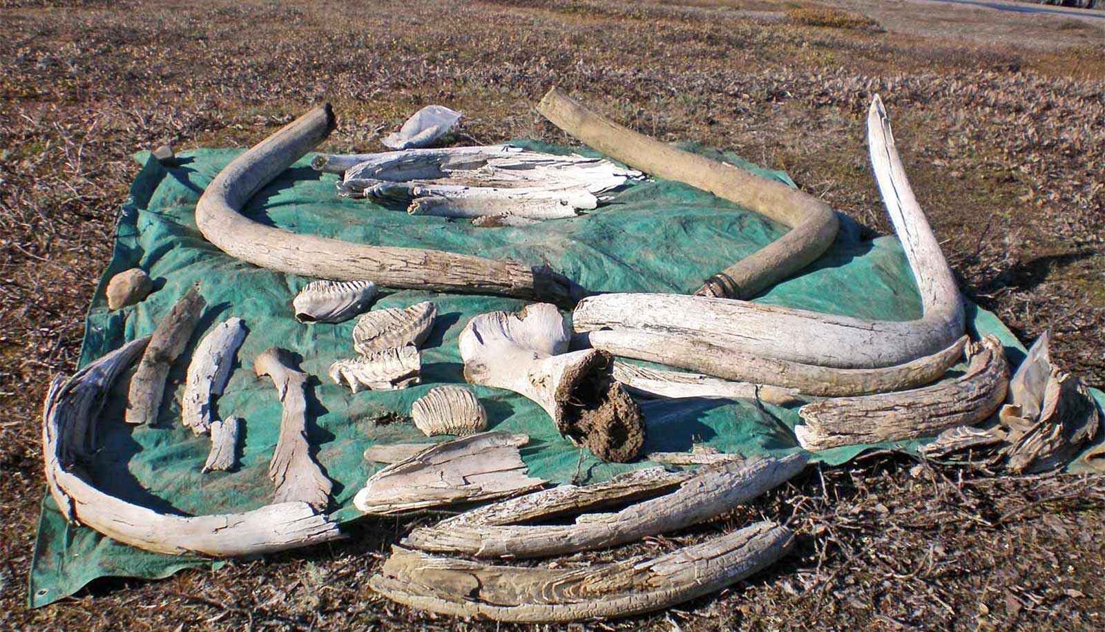 Chromosome Fossils Found In freeze dried Woolly Mammoth Jerky Futurity Chromosome Fossils Found In freeze dried Woolly Mammoth Jerky Futurity