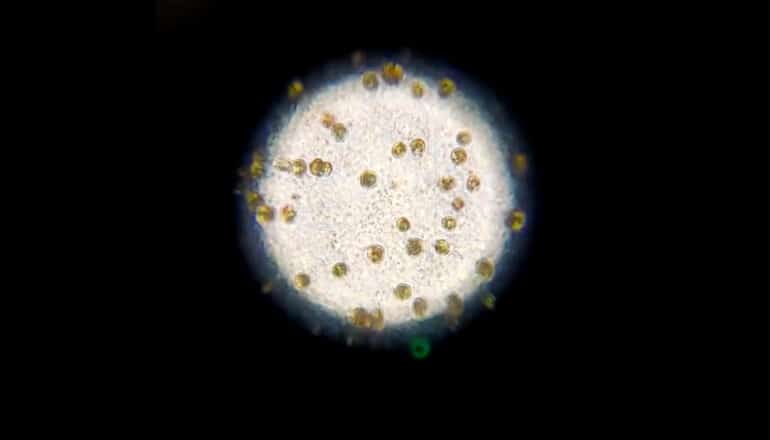 white circle with smaller green circles on black background