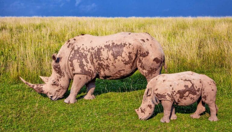 muddy adult and baby rhino stand in grassy area below blue sky