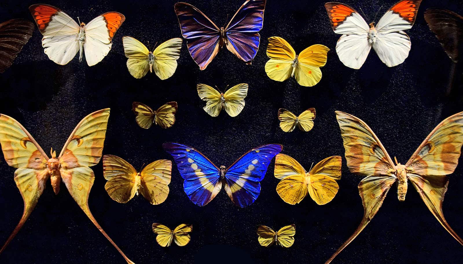 butterfly specimens on black surface
