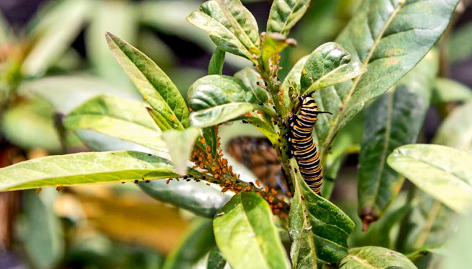 These aphids make milkweed less appealing to monarchs - Futurity
