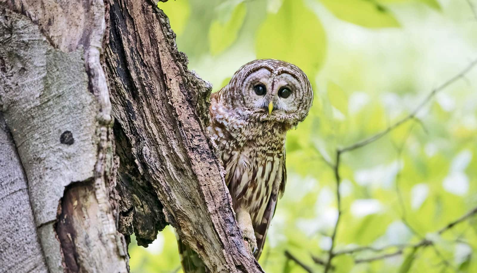 barred owl peeks from behind tree