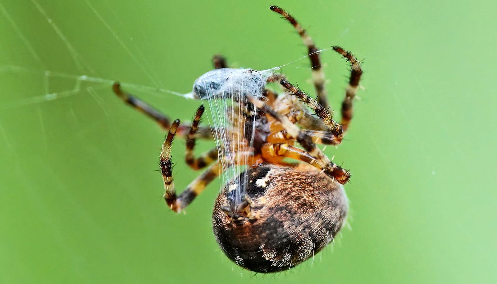 Spider - Reproduction, Silk, Venom