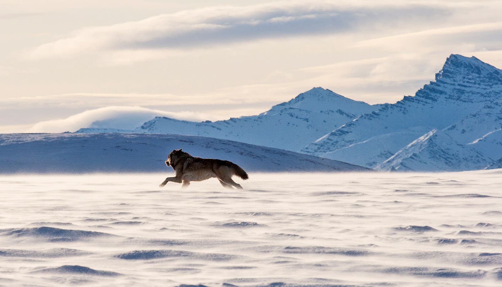 wolf runs across snowy landscape with mountains