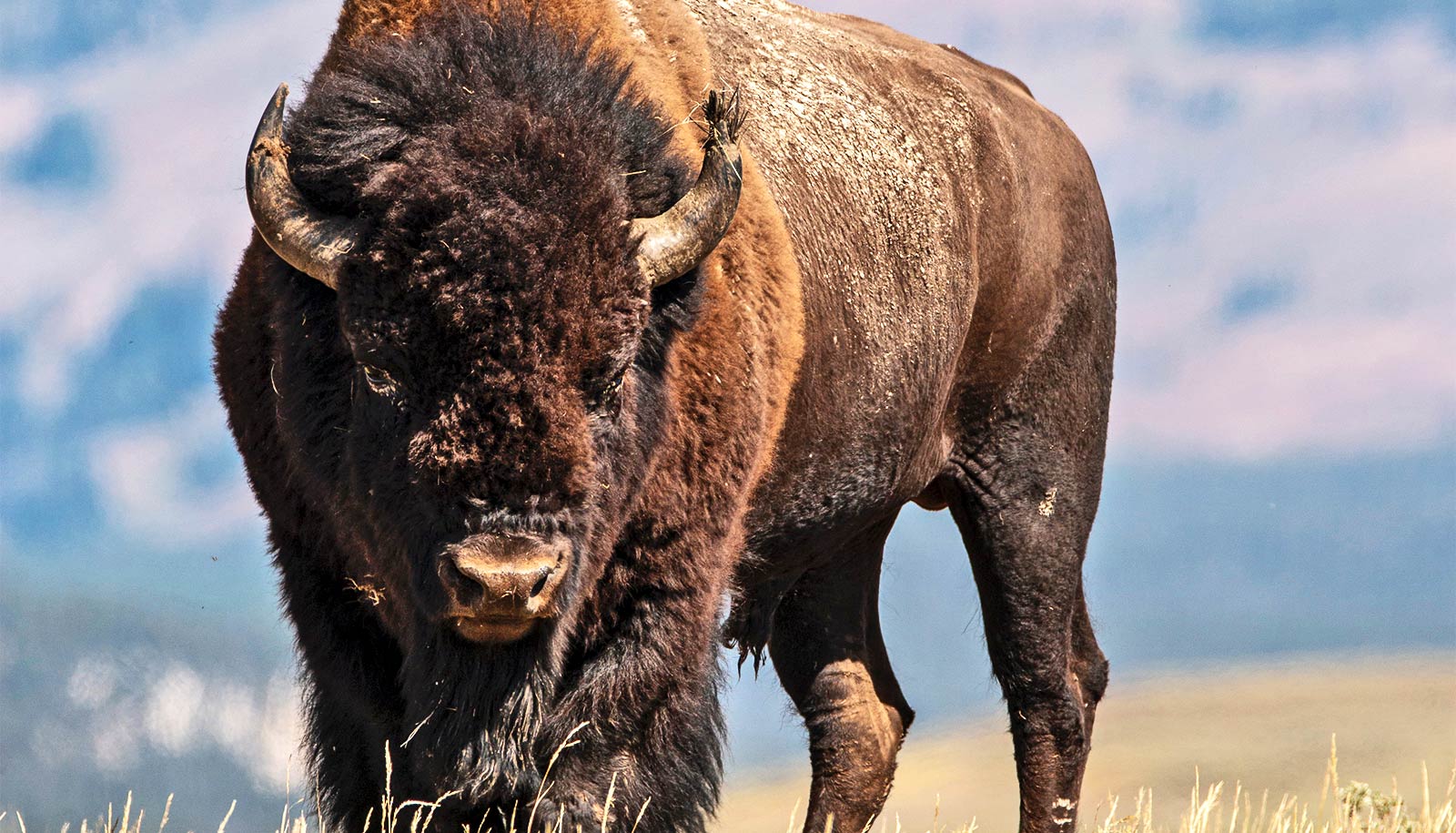 A bison stands alone on a field of yellow grass with mountains in the background.