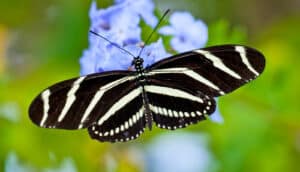 A black and white zebra wing butterfly on a blue flower.